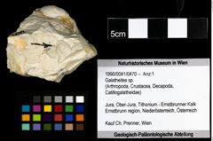 Foto (Objekt + Etiketten) von Galatheites sp. 